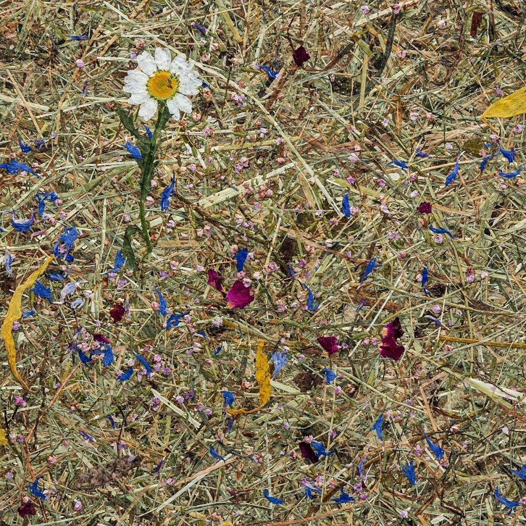 ALMWIESN - Organoid danga