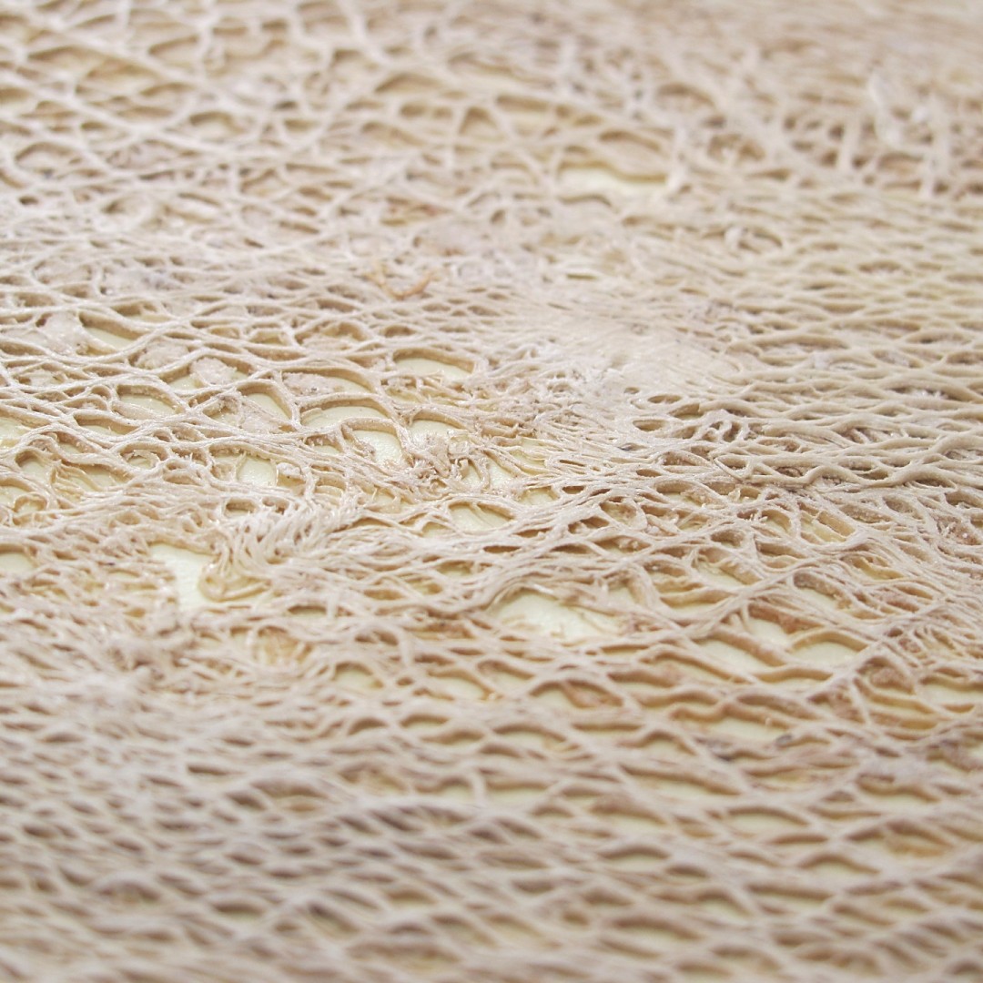 ALOE 2 - Organoid danga