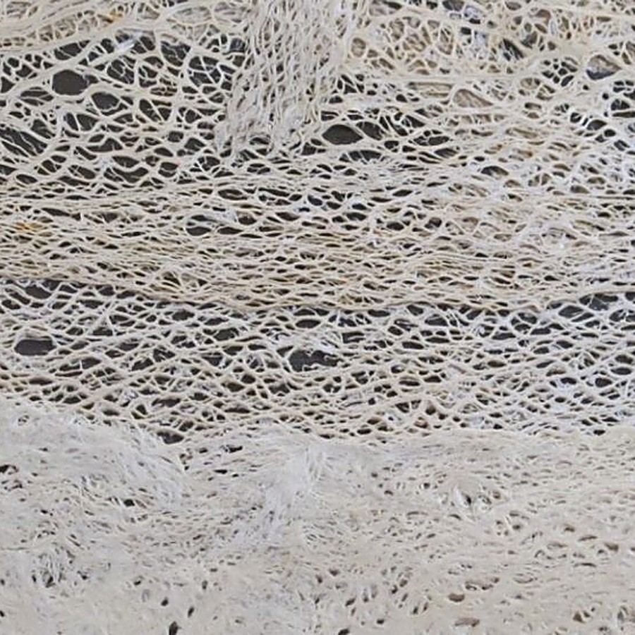ALOE - Organoid danga