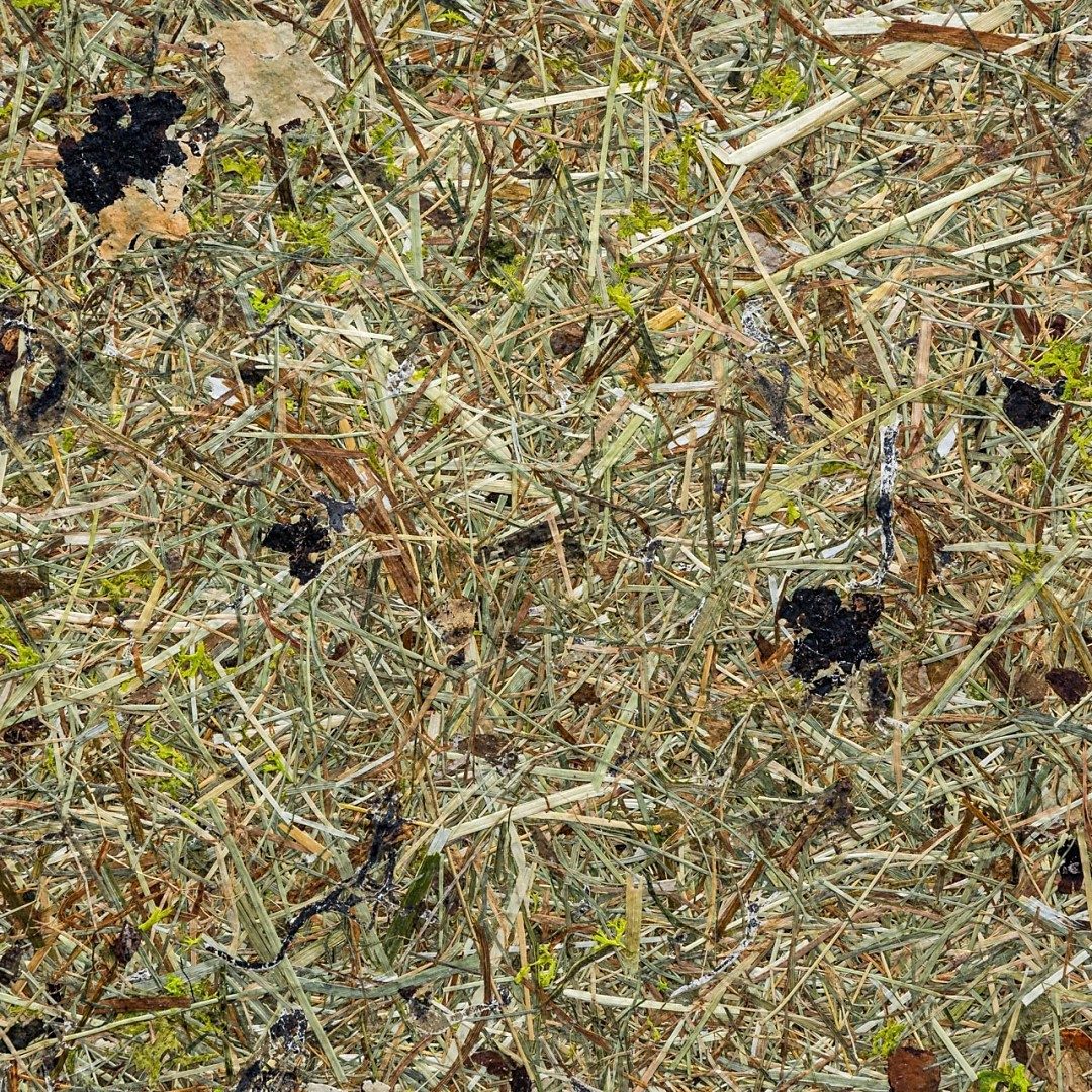 WALDWIESN - Organoid danga
