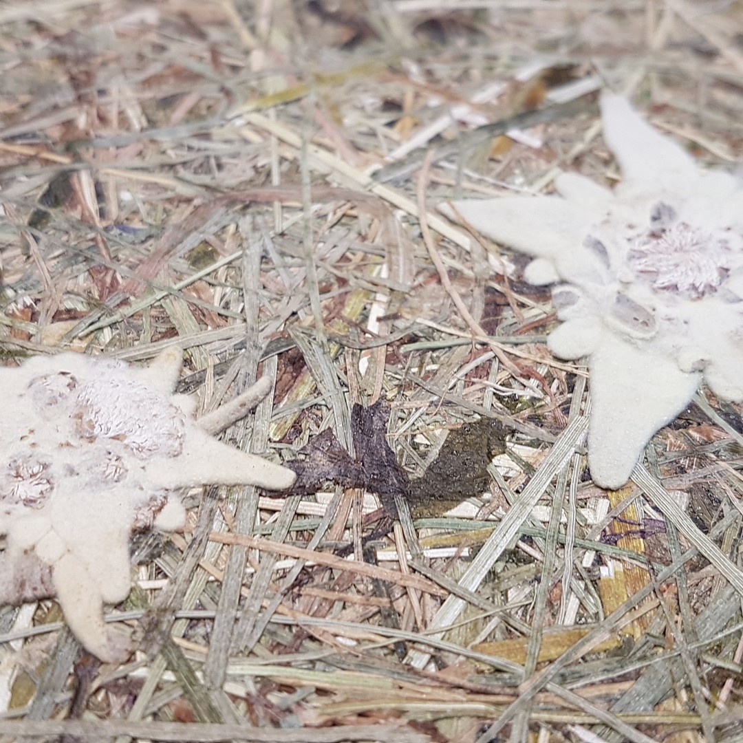 WILDSPITZE EDELWEISS - Organoid danga
