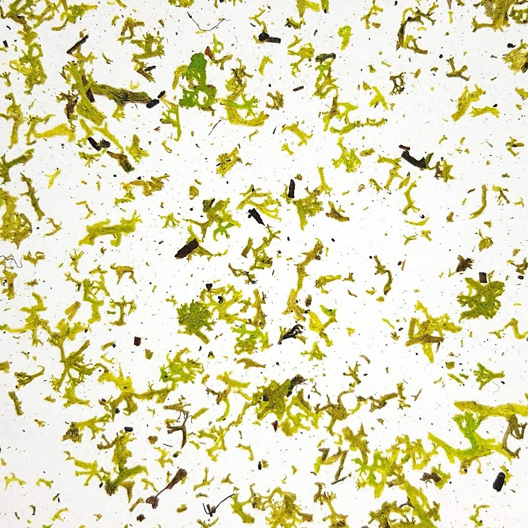 MOUS light - Organoid danga