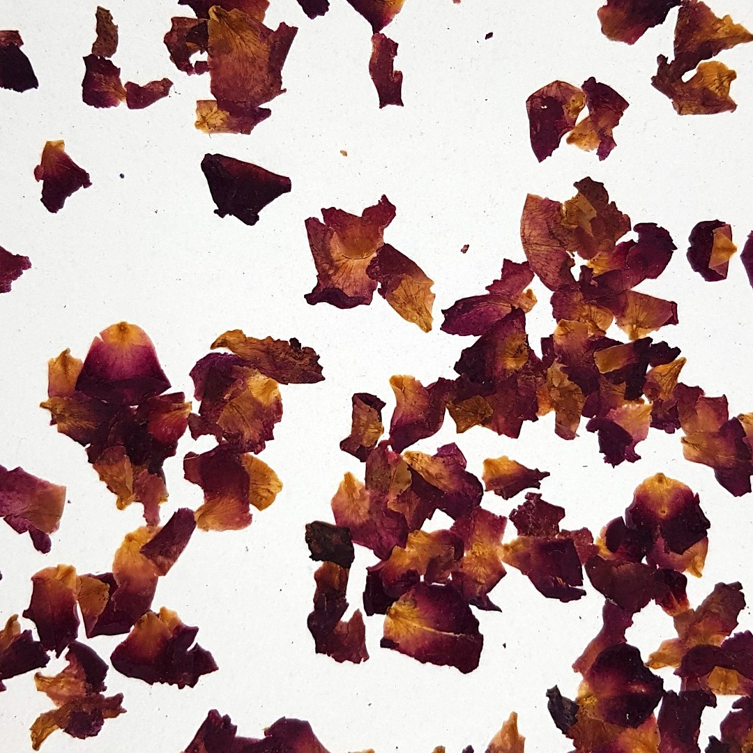 ROASNBLIATN light - Organoid danga